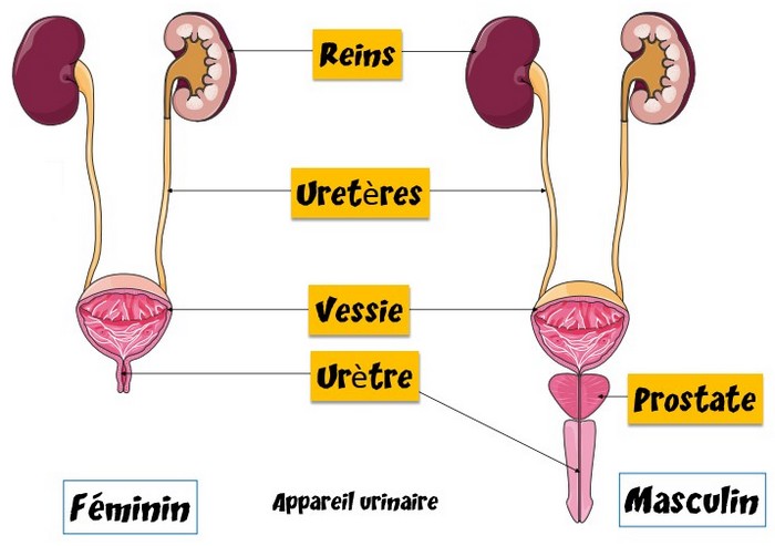 anatomie de l'appareil urinaire humain